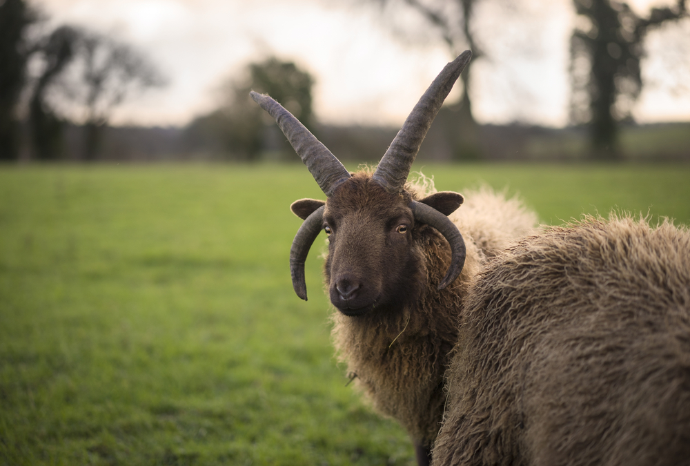 Manx Loaghtan sheep with expressive horns in the Gloucestershire countryside. Sec