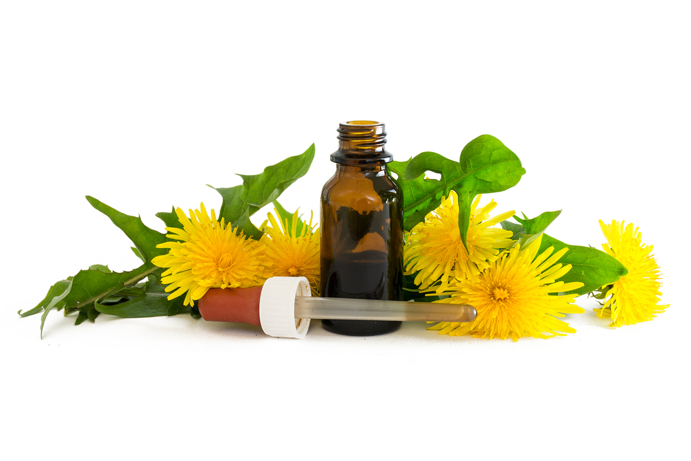 dandelion extract in a small bottle with fresh leaves and flowers isolated with shadows on a white background, medicinal herb selected focus, narrow depth of field