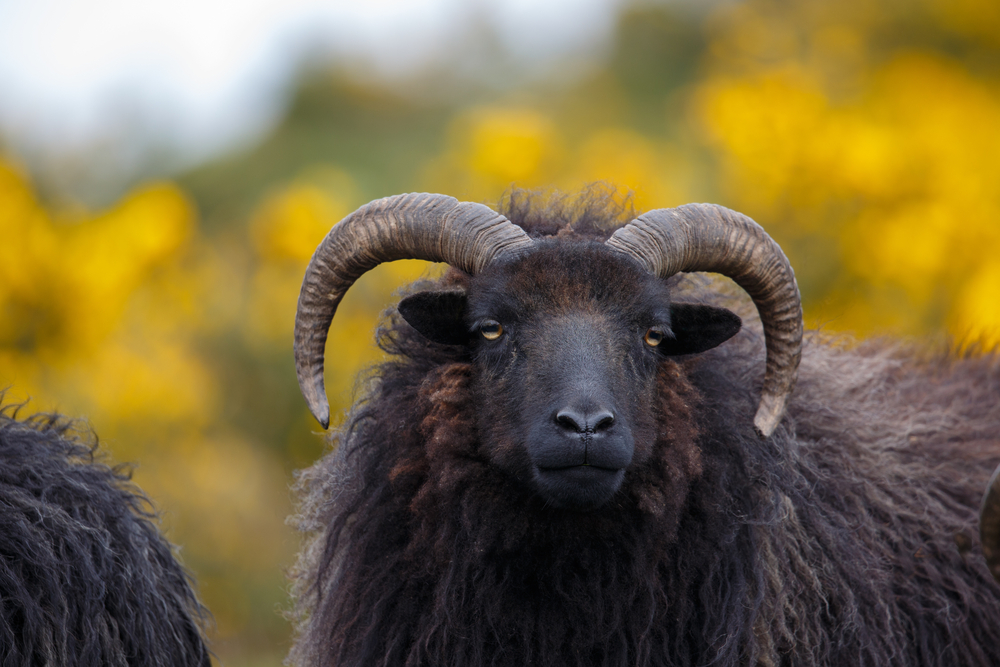 Hebriduden sheep close to the head, conservation pastures, against a short natural background of gorse flowers, ek