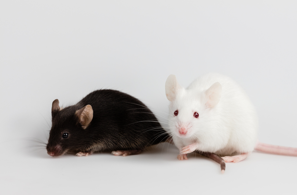 Black and white mice and white background