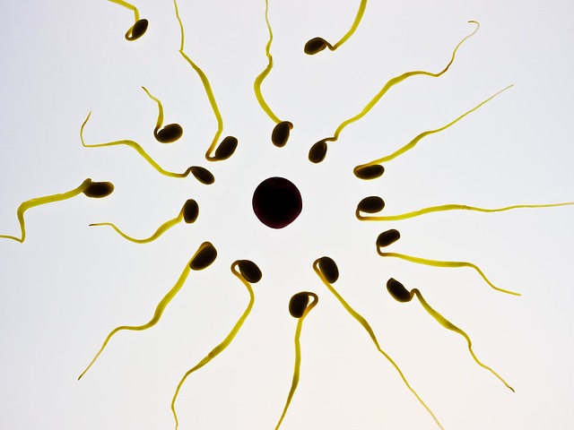 sperm and egg