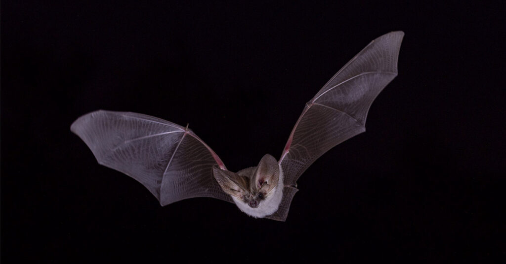 Bats May Hold a Key to Future Diabetes Therapies, Scientists Say - Featured image