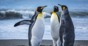 3 penguins