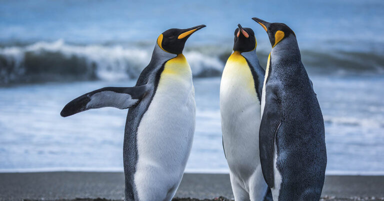 Food Shortage Kills Tens of Thousands of Penguins Off African Coast - Featured image