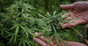 hands touching a cannabis plant (likely Cannabis sativa L.).