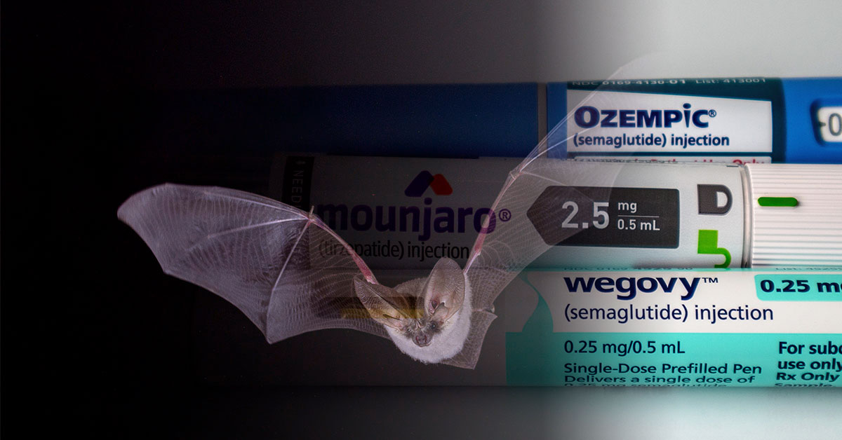 Bats May Hold a Key to Future Diabetes Therapies, Scientists Say
