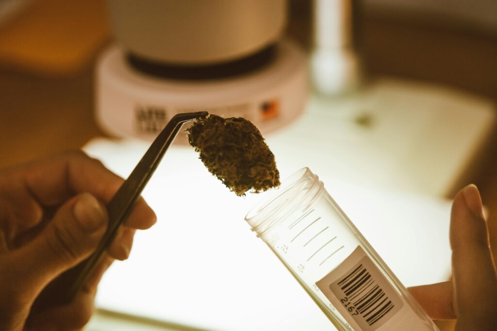 A hand uses metal tweezers to hold a cannabis bud near a labeled specimen container in a laboratory setting.