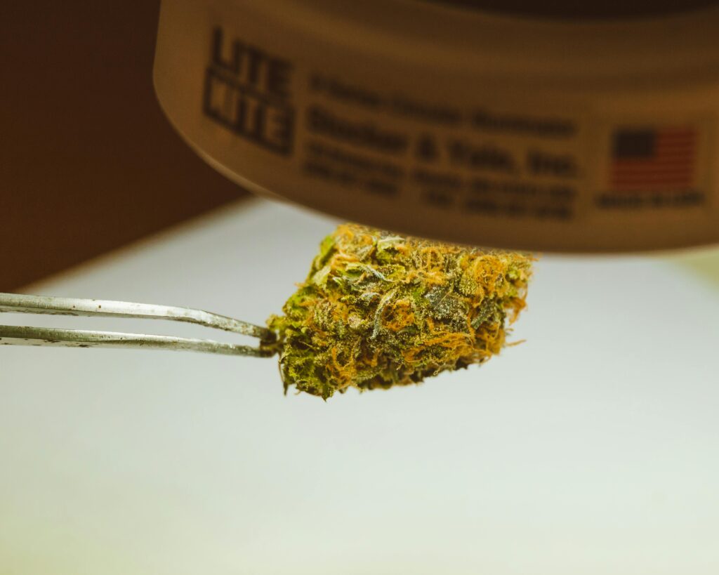 A Cannabis Kush under a Spotlight
