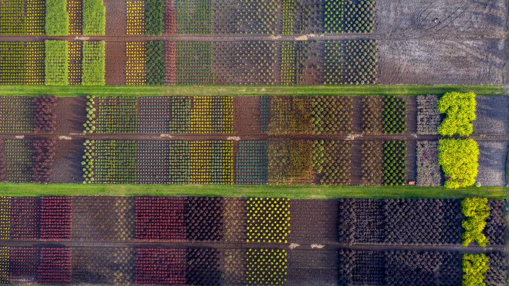 A large number of ornamental plants are viewed from above