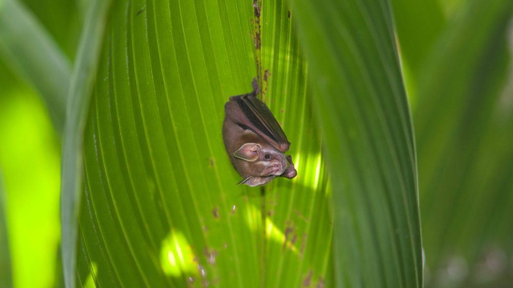 Nietoperz owocożerny w Kostaryce