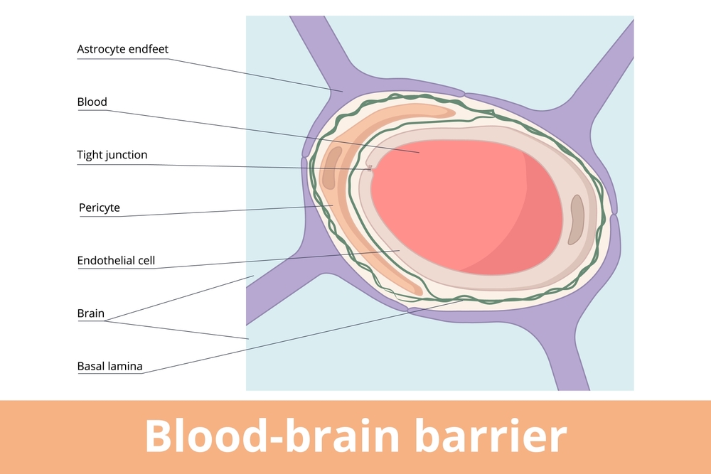 Blood-brain barrier. The anatomical structure of blood-brain barrier is formed by astrocyte endfeet, basal lamina, pericyte, endothelial cells, and tight junctions.