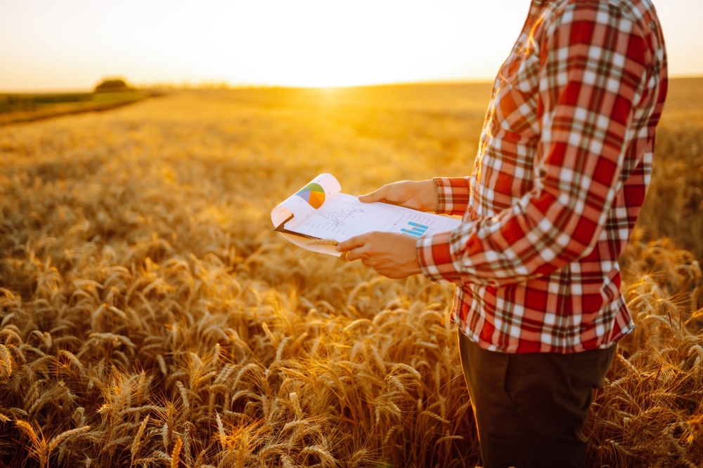 Wheat quality assessment. A farmer with ears of wheat in a wheat field. Harvesting. Agro business.