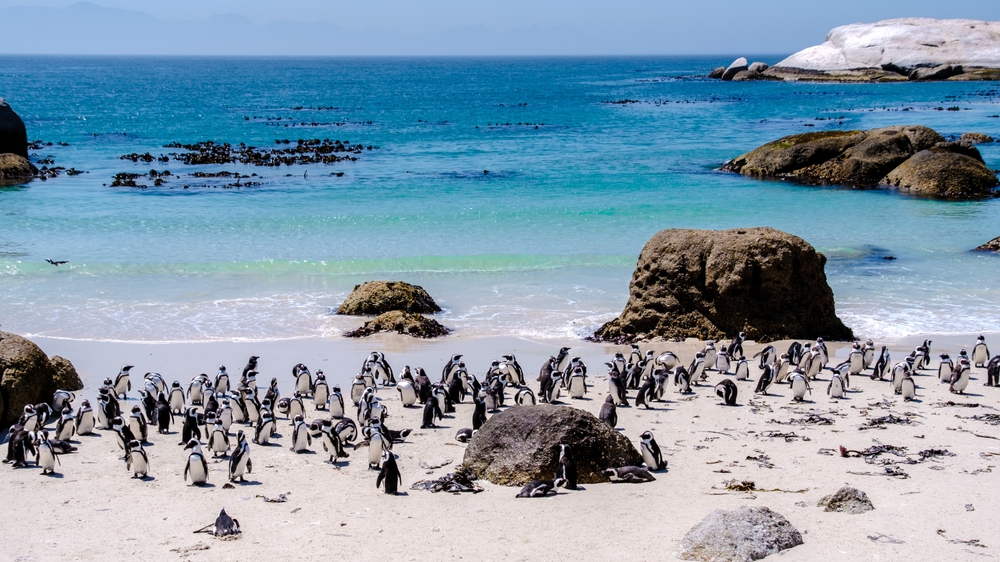 A group of penguins at Boulders Beach in Simons Town, Cape Town, South Africa. Cute penguins. A colony of African penguins on a rocky beach in South Africa's Western Cape
