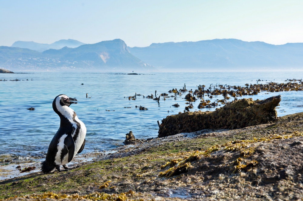 An African penguin stands on a granite rock at Boulders Beach on the coast of False Bay in Cape Town, South Africa.