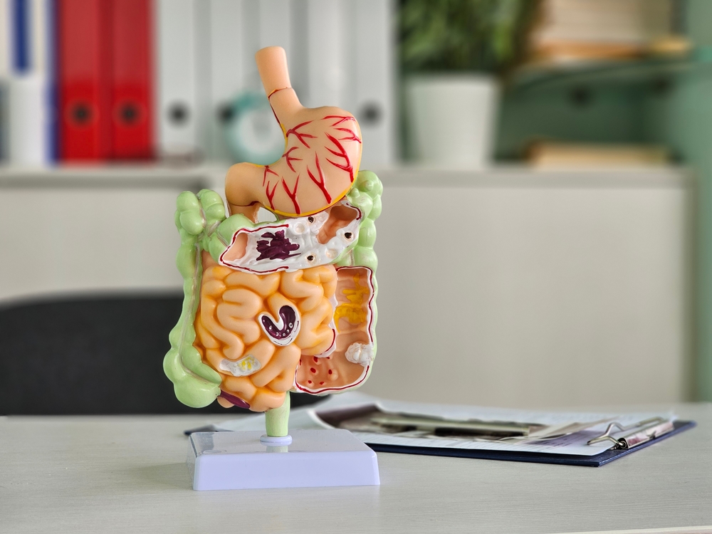 Anatomical model of the human digestive system on a desk in a classroom setting
