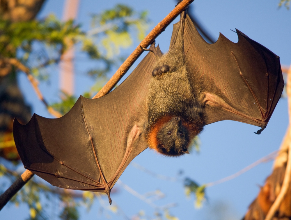 Kolonia nietoperzy owocożernych w kasynie