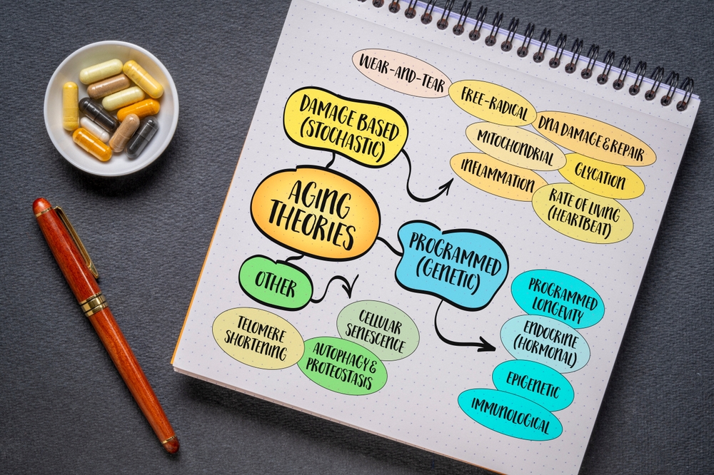 Classification of the main theories of aging, infographics sketch.