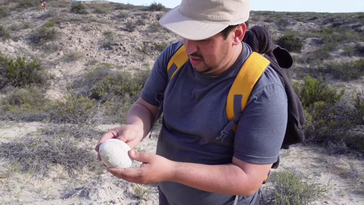 Fragment nagrania przedstawiający doktora Federico Agnolína odnajdującego cudownie nienaruszone jajo.
