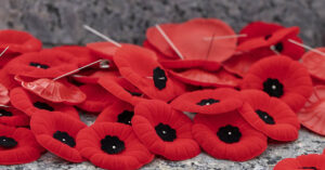 various red poppies