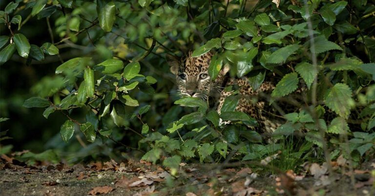 A Leopard Hides in Plain Sight Among the Sheep—Can You Spot It Before It Strikes? - Featured image