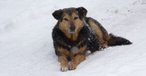 Hungary Launches Solar-Heated Tunnels To Help Stray Dogs Survive Winter Dog sitting outside in winter