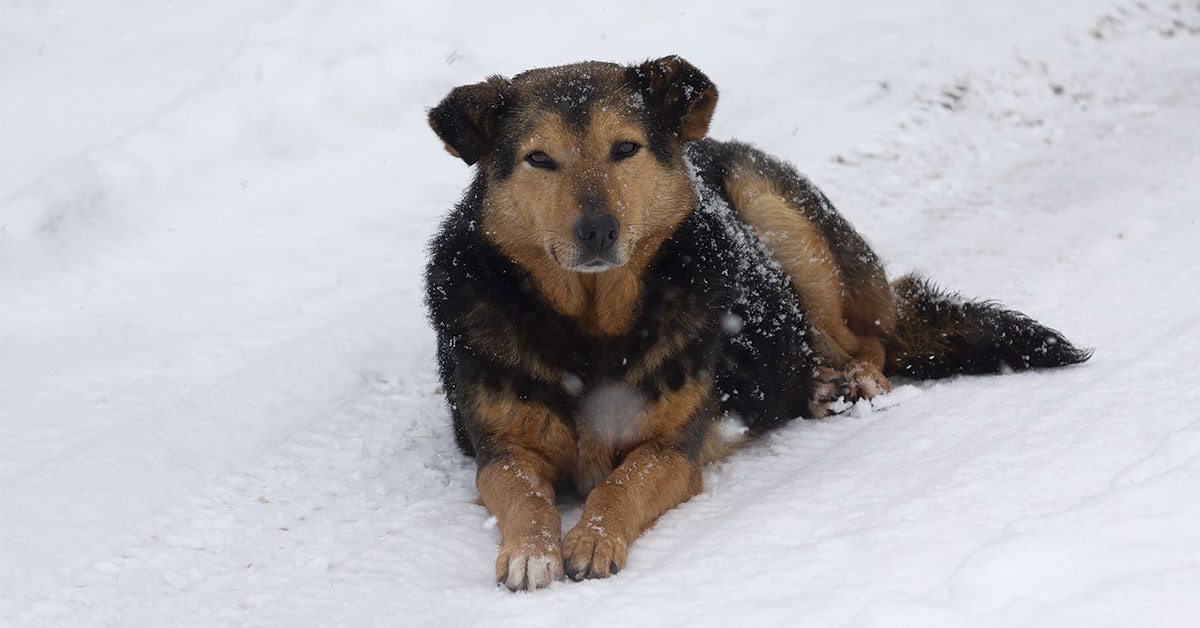 Hungary Launches Solar-Heated Tunnels To Help Stray Dogs Survive Winter