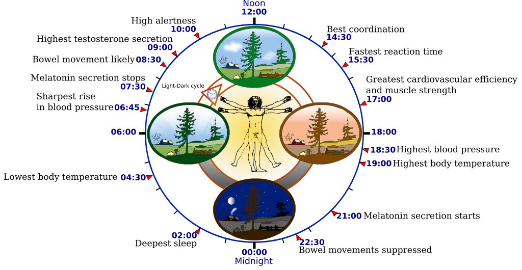 A circular diagram illustrating the human circadian rhythm over 24 hours. A figure resembling Da Vinci's Vitruvian Man stands at the center, surrounded by a clock face that maps biological functions to specific times. The top half represents daytime and shows peak alertness at 10:00, best coordination at 14:30, and greatest cardiovascular efficiency at 17:00. The bottom half represents nighttime and shows deepest sleep at 2:00, lowest body temperature at 4:30, and melatonin secretion starting at 21:00.