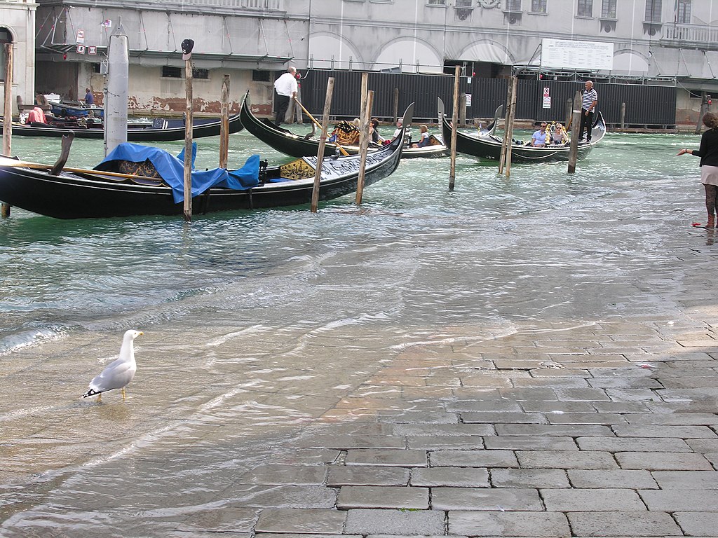 Floodwater washing over Venice's stone pavement as gondolas bob in an adjacent canal, with a seagull standing in ankle-deep water where tourists would normally walk.