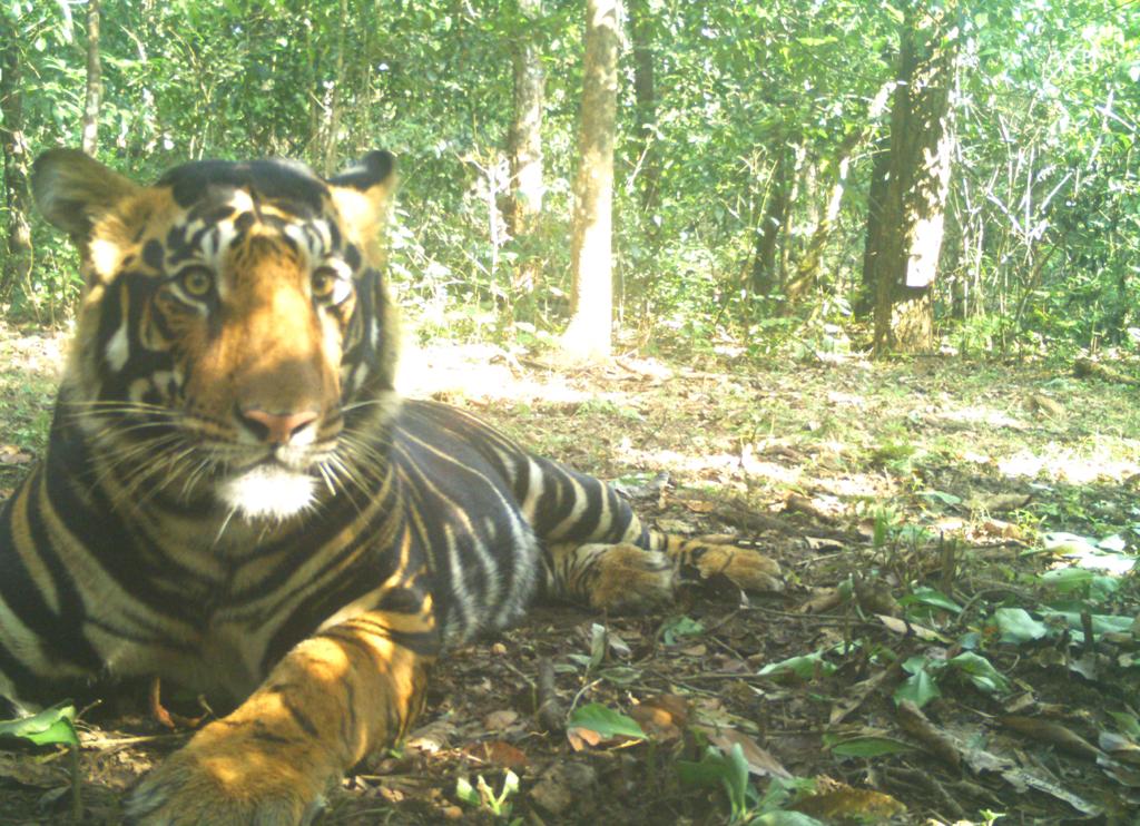 A black tiger at the Similipal Tiger Reserve sits in the sunshine