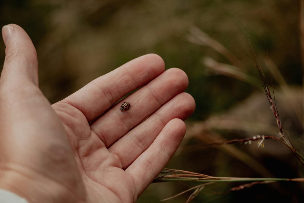 An open palm holding a small ladybug, with tall grass blurred in the background.