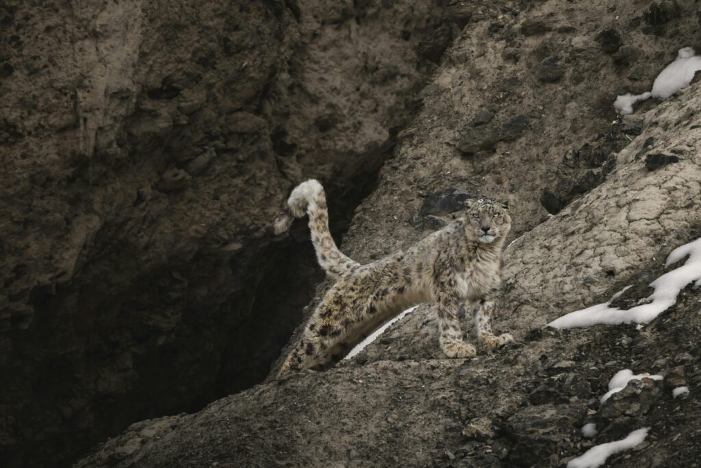 Majestic Snow Leopard in Kaza, HP India's Wilderness
