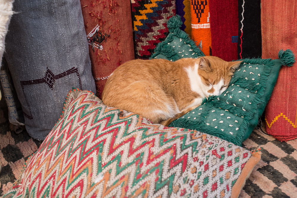 cat sleeps on cushions