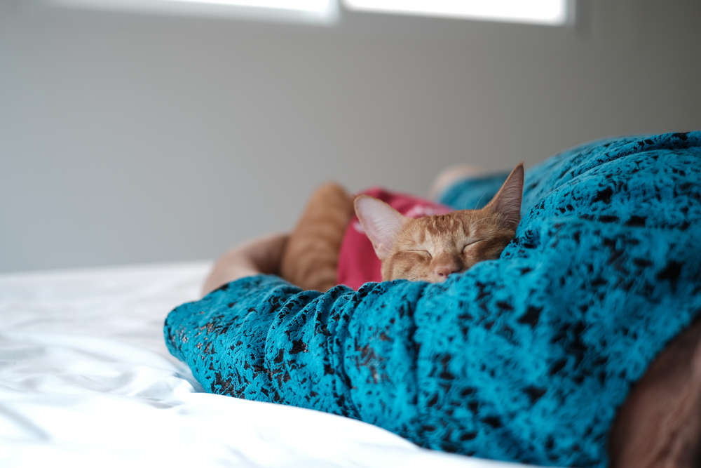 an orange cat is snuggling up on human's armpit who is wearing blue blouse lying on bed