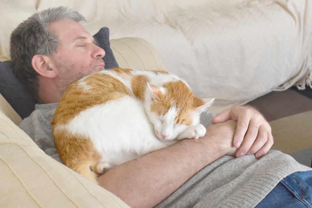 Cat laying on owner's chest. Unconditional love between cat and human concept. Cat and owner sitting  
 together on the sofa in the living room. Selective focus on cat face.