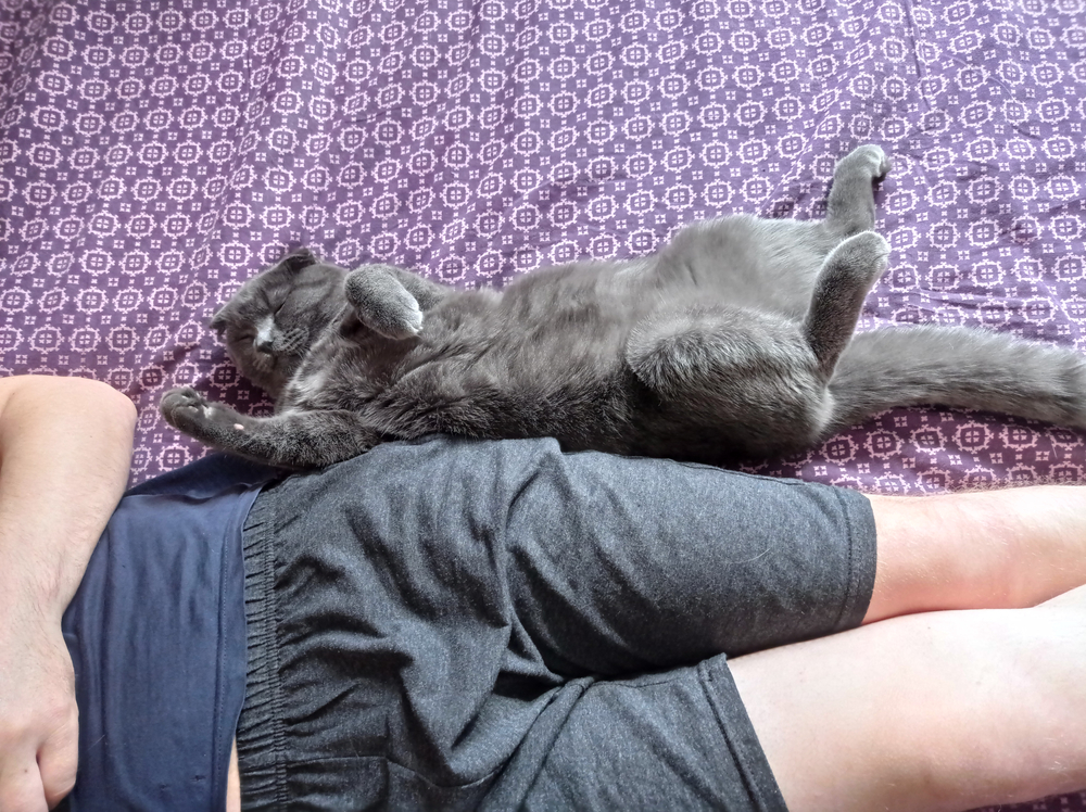 cat, sleep, rest, bed, at home