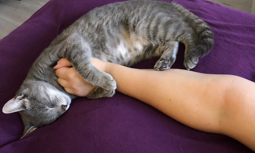 cat sleeping on purple sofa 