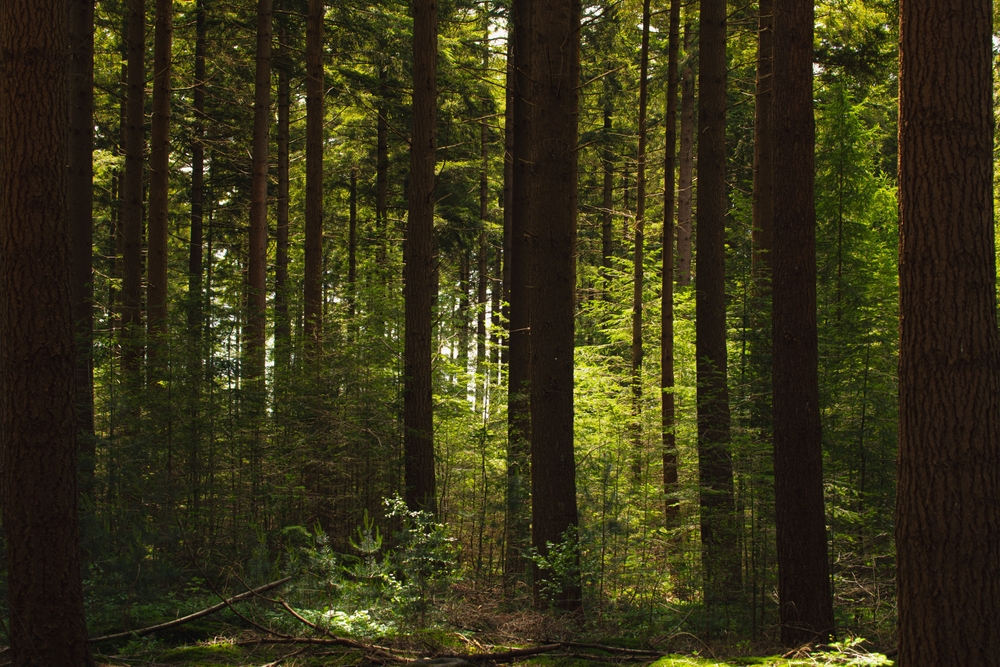 Spring landscape, Pine trees are forest trunks with warm sunlight, Pine is any conifer in the Pinus genus of the Pinaceae family. Pinus is the only species of the subfamily Pinoideae, in the Netherlands.
