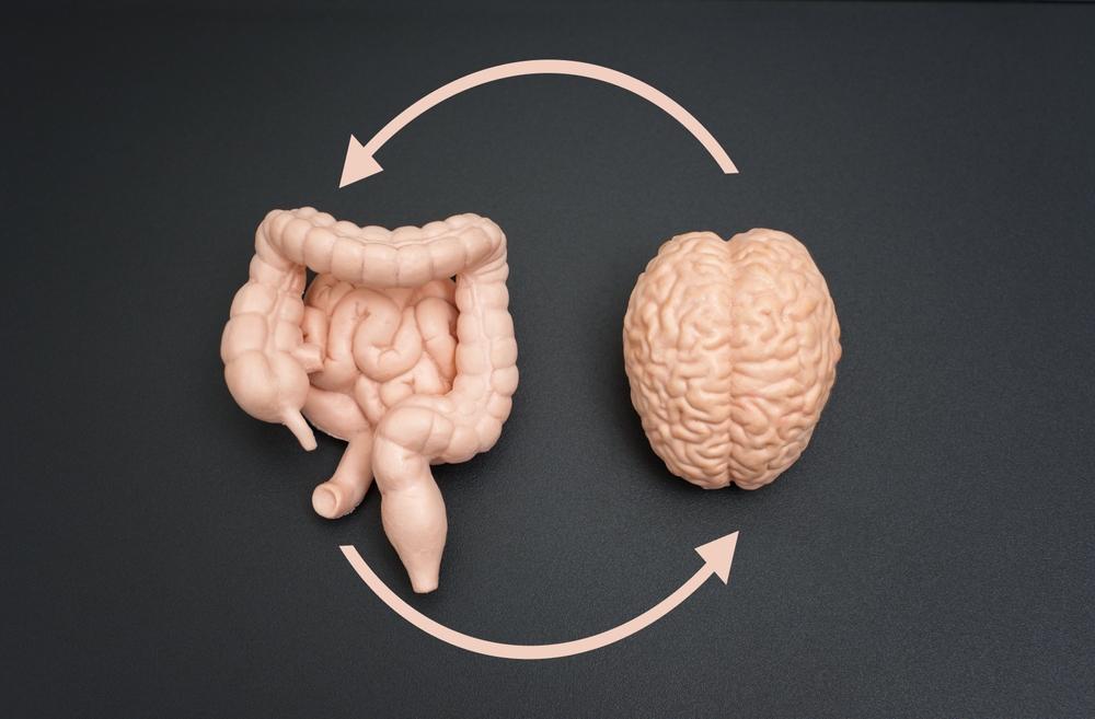 Brain, intestine, and colon models linked by circular arrows on a dark background. Educational and scientific presentations on neural-digestive system interactions.