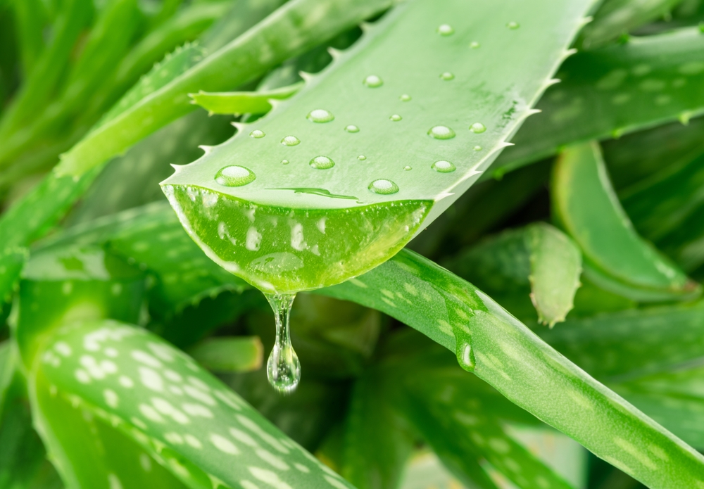 Aloe gel dropping from fresh aloe vera leaf cut. Aloe Vera plant at the background.