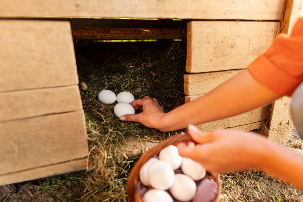 Close up of a female farmer's hands carefully collecting fresh eggs in a basket, rural lifestyle and farming concept