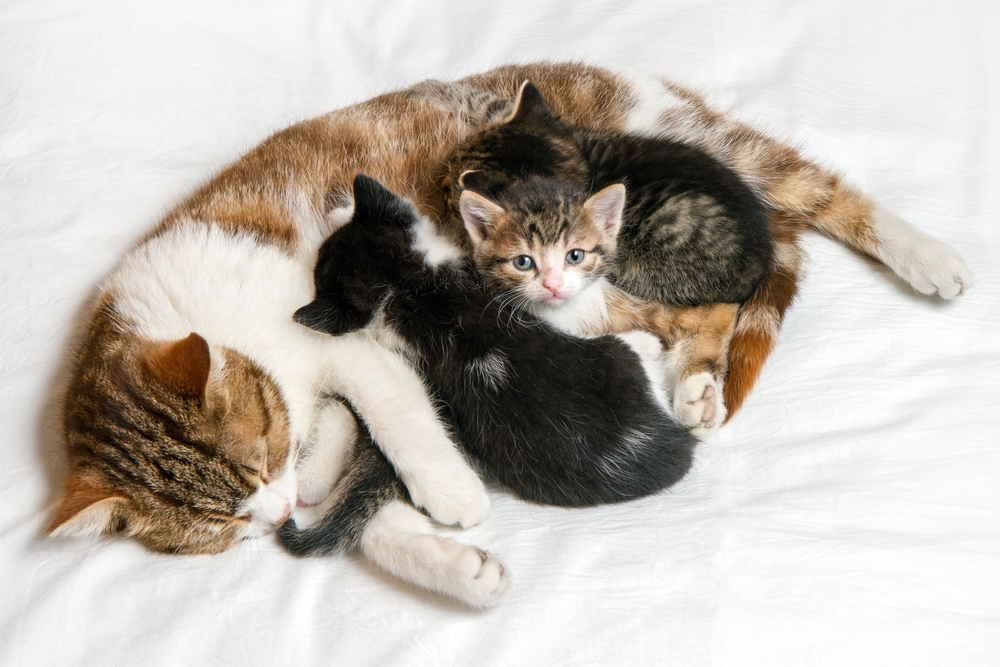 A little kitten with his family. Mother cat with her kittens.
