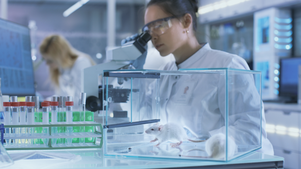 A Medical Research Scientist Examines Laboratory Mice And Looks At Tissue Samples Under A Microscope. He works in the Light Laboratory.
