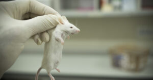 Pancreatic Cancer Reversed in Mice, Yet Researcher Faces Mockery Instead of Recognition gloved hand of scientist or lab worker holding a mouse