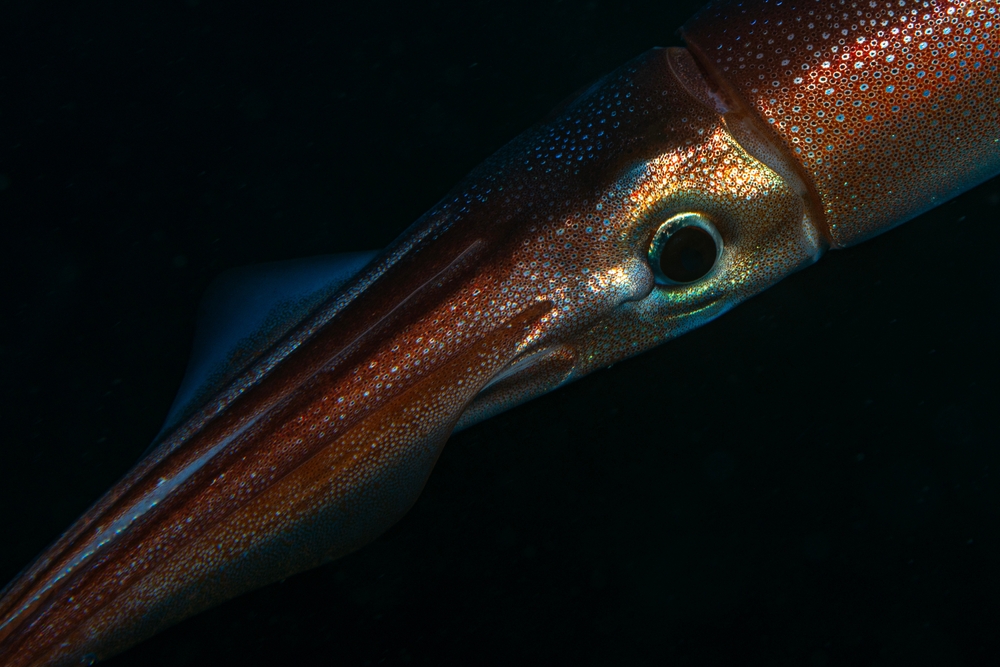 Teuthida ( Reef squid ). Canakkale, Türkiye.