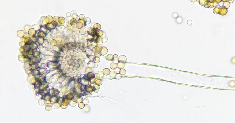Rising Infections Put Several U.S. States on Alert Over Potentially Deadly Fungus - Featured image
