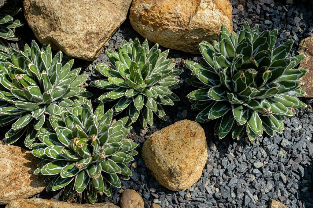 Several golden-brown rocks nestled among variegated succulents in a garden bed with dark gravel.