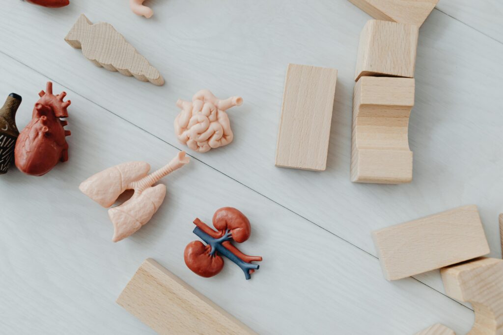 Wooden Blocks Near Toy Body Parts
