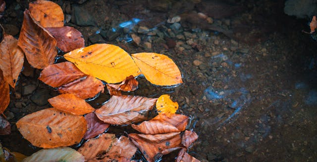 decaying leaves