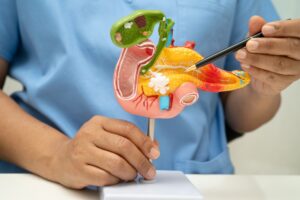 doctor pointing to model of pancreas