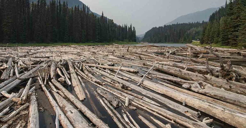 Helicopters Restore Salmon Habitat With 6,000 Logs - Featured image